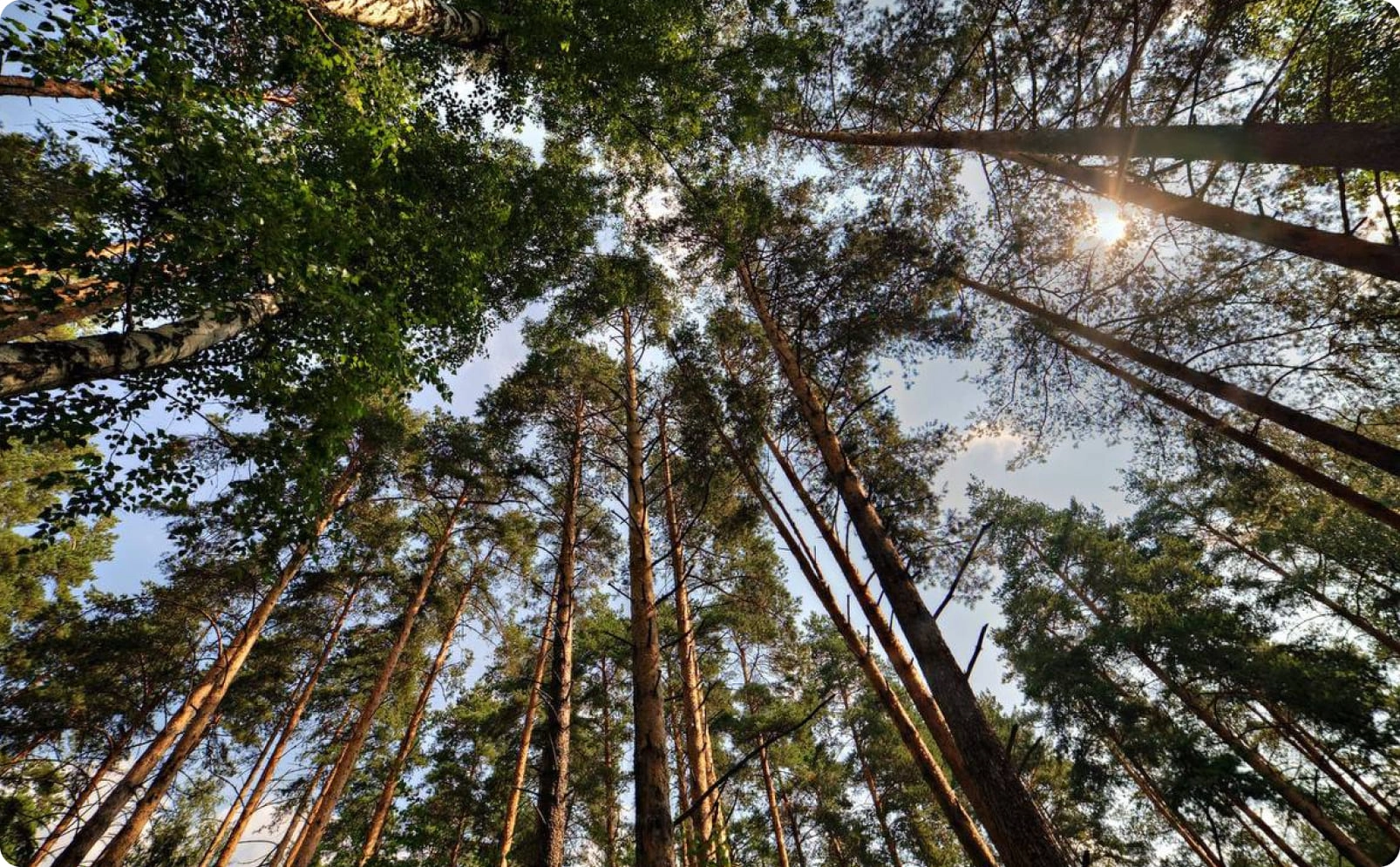 Получить презентацию